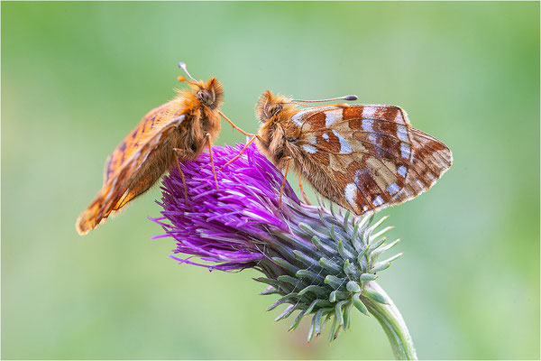 Hochalpen-Perlmuttfalter (Boloria pales), Schweiz, Kanton Bern, 1700m