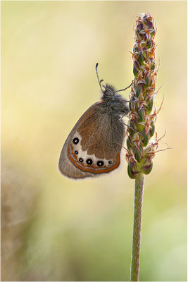 Alpen-Wiesenvögelchen (Coenonympha gardetta), Schweiz, Kanton Wallis