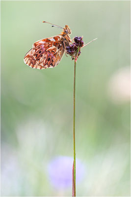 Natterwurz-Perlmuttfalter (Boloria titania), Frankreich, Dep. Hautes-Alpes