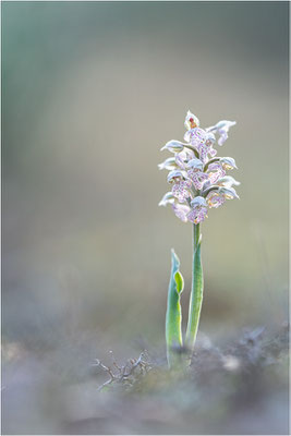 Milchweißes Knabenkraut (Neotinea lactea), Dep. Var, Frankreich