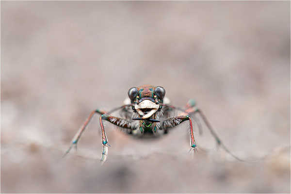 Dünen-Sandlaufkäfer (Cicindela hybrida hybrida), Deutschland, Brandenburg