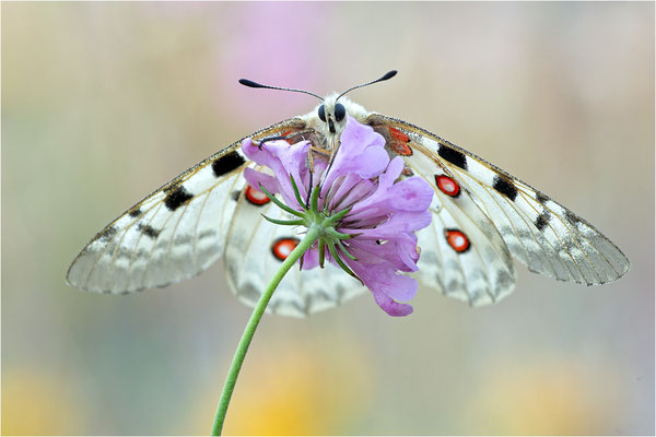 Roter Apollo (Parnassius apollo lozerae), Frankreich, Dep. Lozere