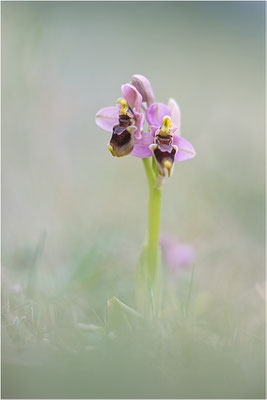 Ophrys tenthredinifera