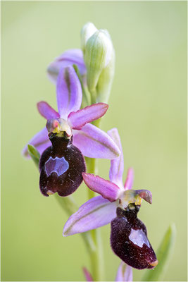 Drôme-Ragwurz (Ophrys drumana), Frankreich, Dep. Drôme