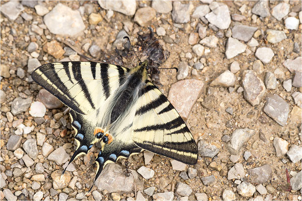 Segelfalter (Iphiclides podalirius), Frankreich, Drôme