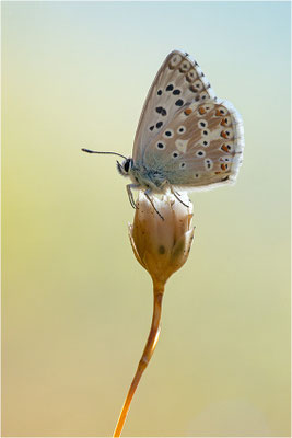 Spanischer Bläuling (Polyommatus hispana), Männchen, Spanien, Pyrenäen, Prov. Lleida