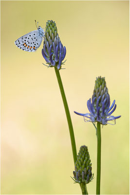 Blaugrauer Bläuling (Pseudophilotes batis), Männchen, Schweiz, Wallis