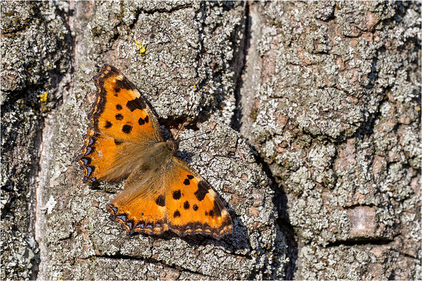 Großer Fuchs (Nymphalis polychloros), Deutschland, Baden-Württemberg