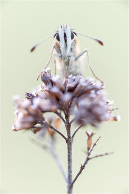 Amboßfleck Würfel-Dickkopffalter (Pyrgus onopordi), Frankreich, Dep. Isere