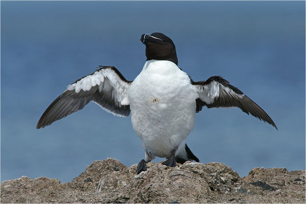 Tordalk (Alca torda torda), Gotland, Schweden