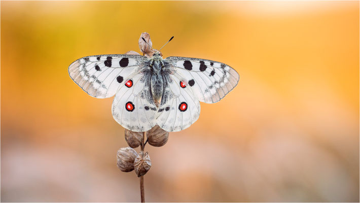 Roter Apollo (Parnassius apollo lozerae), Frankreich, Dep. Lozere