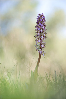 Riesen-Knabenkraut (Himantoglossum robertianum), Provence, Frankreich