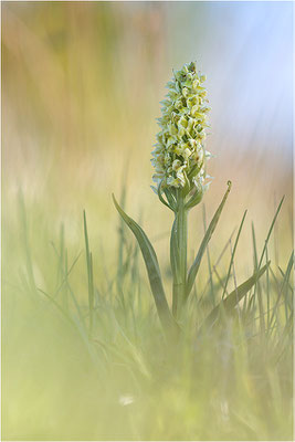 Strohgelbe Fingerwurz (Dactylorhiza ochroleuca), Schweden, Gotland