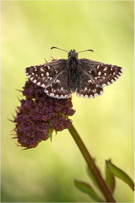 Pyrgus malvoides