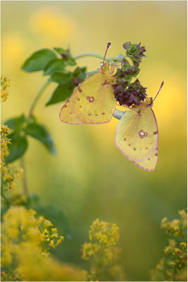 Hufeisenklee-Gelbling/Goldene Acht (Colias alfacariensis/Colias hyale), Paarung, Deutschland, Baden-Württemberg