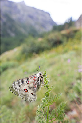 Roter Apollo (Parnassius apollo pedemontanus), Italien, Region Aostatal, 2.100m