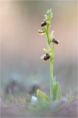 Ophrys passionis, Bouches-du-Rhône