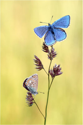 Himmelblauer Bläuling (Polyommatus bellargus), Pärchen, Deutschland, Baden-Württemberg