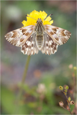 Loreley-Dickkopffalter (Carcharodus lavatherae), Italien, Region Aostatal, 1.400m