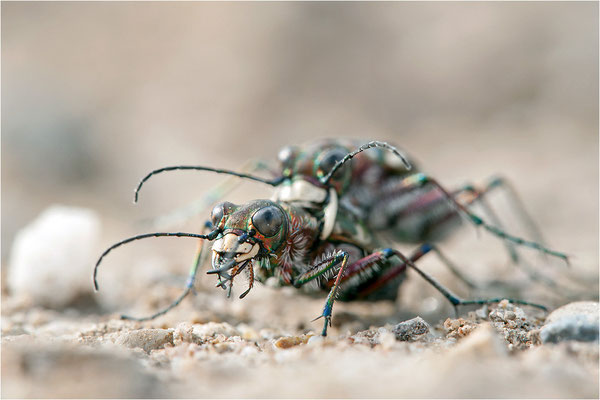 Dünen-Sandlaufkäfer (Cicindela transversalis pseudoriparia), Deutschland, Baden-Württemberg