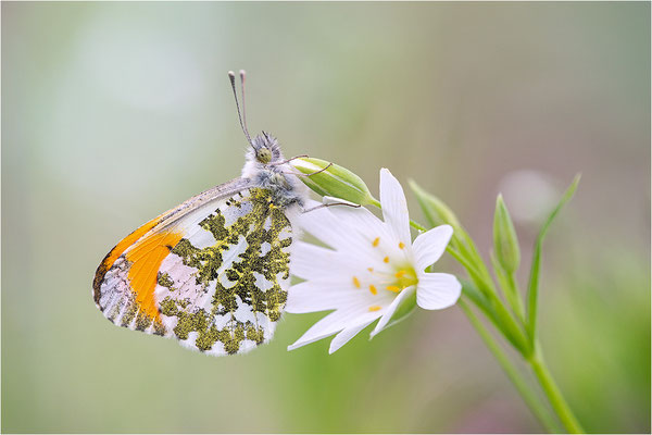 Aurorafalter (Anthocharis cardamines), Männchen, Deutschland, Baden-Württemberg