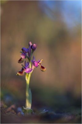 Ophrys tenthredinifera