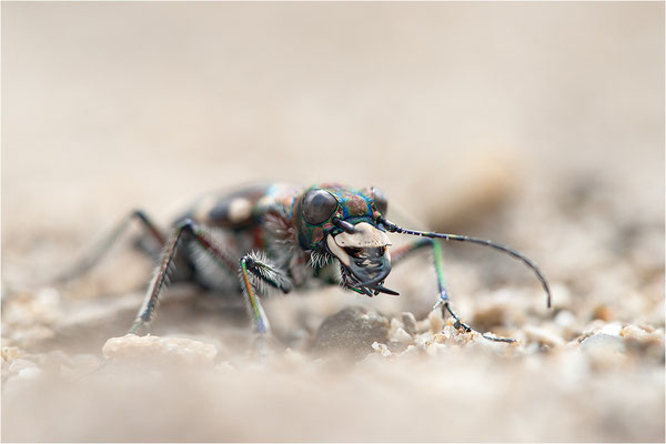 Dünen-Sandlaufkäfer (Cicindela transversalis transversalis), Schweiz, Gantrisch