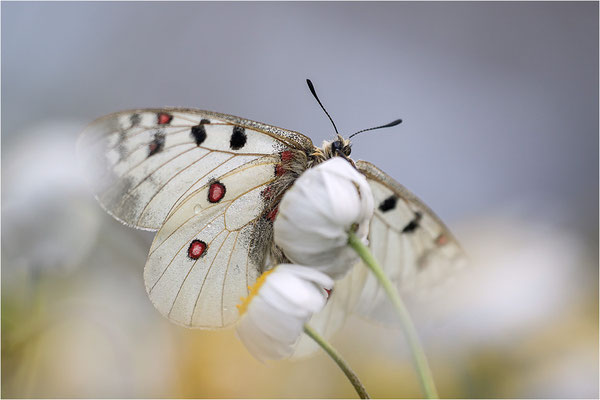 Hochalpen-Apollo (Parnassius phoebus), Italien, Region Aostatal