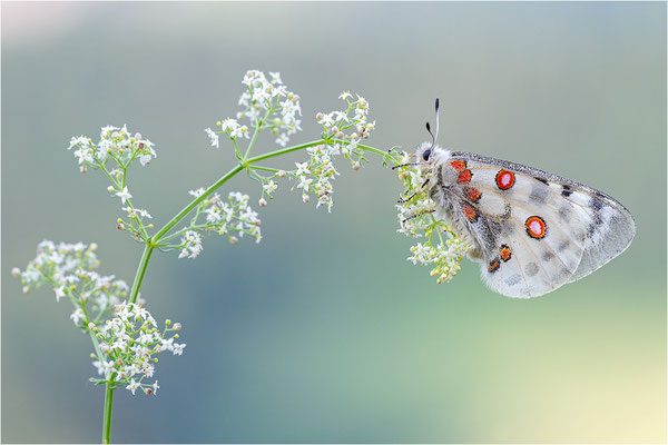 Roter Apollo (Parnassius apollo vercoricus), Frankreich, Dep. Isere