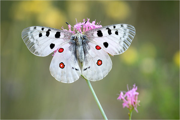 Roter Apollo (Parnassius apollo venaissimus), Frankreich, Dep. Vaucluse