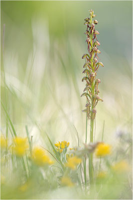 Ohnsporn (Orchis anthropophora), Frankreich, Drôme