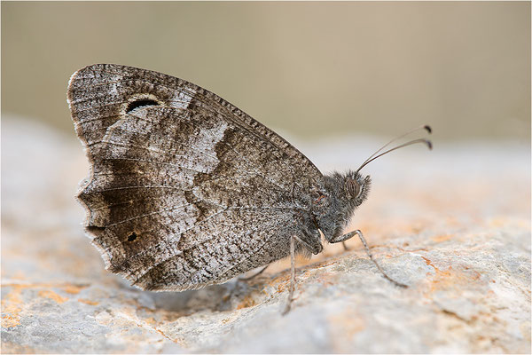 Eisenfarbiger Samtfalter (Hipparchia statilinus), Frankreich, Dep. Drôme