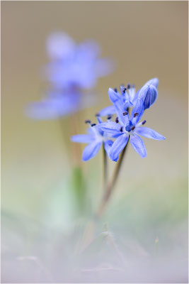 Zweiblättriger Blaustern (Scilla bifolia), Deutschland, Baden-Württemberg