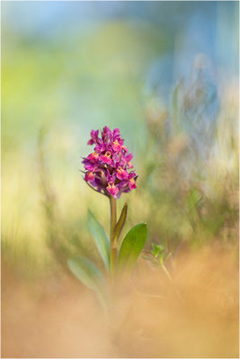Holunder-Fingerwurz (Dactylorhiza sambucina), Schweden, Gotland