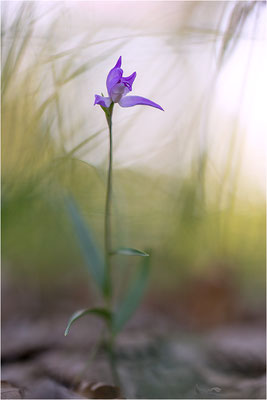 Rotes Waldvöglein (Cephalanthera rubra), Frankreich, Provence