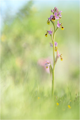 Ophrys neglecta