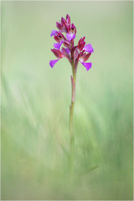 Schmetterlings-Hundswurz (Anacamptis papilionacea), Dep. Var, Frankreich