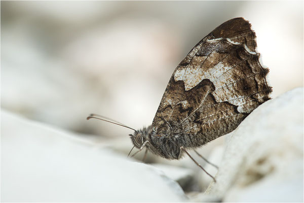 Kleiner Waldportier (Hipparchia alcyone), Frankreich, Dep. Drôme