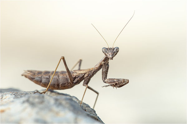 Graue Fangschrecke (Ameles decolor), Weibchen, Frankreich, Ardéche