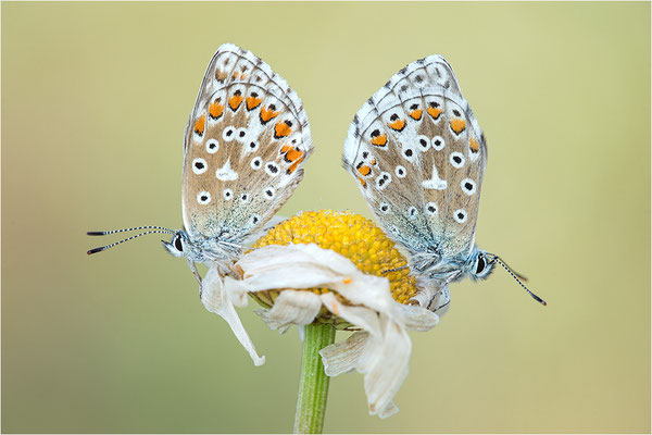 Himmelblauer Bläuling (Polyommatus bellargus), Deutschland, Baden-Württemberg