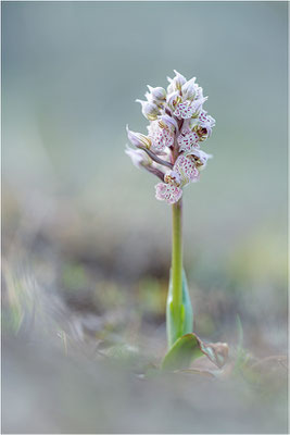 Milchweißes Knabenkraut (Neotinea lactea), Dep. Var, Frankreich
