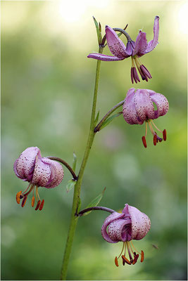 Türkenbund-Lilie (Lilium martagon), Schweiz, Kanton Bern