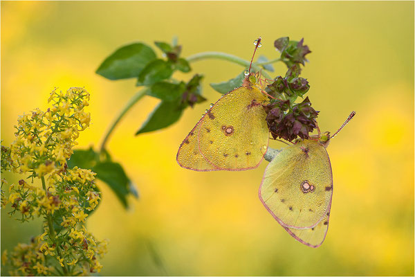 Hufeisenklee-Gelbling/Goldene Acht (Colias alfacariensis/Colias hyale), Paarung, Deutschland, Baden-Württemberg