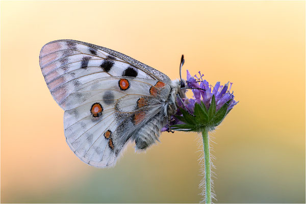 Roter Apollo (Parnassius apollo vercoricus), Frankreich, Dep. Isere