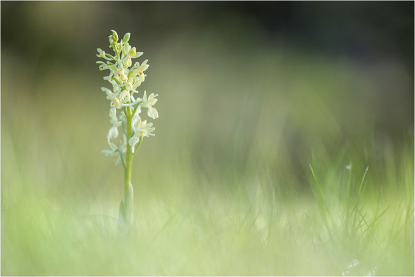 Provence-Knabenkraut (Orchis provincialis), Frankreich, Isere