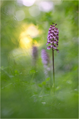 Purpur-Knabenkraut (Orchis purpurea), Deutschland, Baden-Württemberg