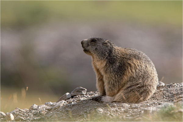 Alpenmurmeltier (Marmota marmota), Frankreich, Dep. Savoie
