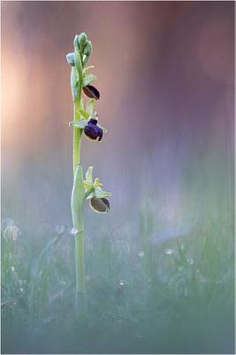 Ophrys passionis, Bouches-du-Rhône