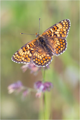 Flockenblumen-Scheckenfalter (Melitaea phoebe), Frankreich, Drôme