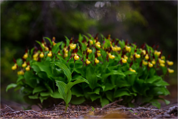 Gelber Frauenschuh (Cypripedium calceolus), Schweden, Jämtlands län